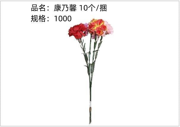 Carnation flower